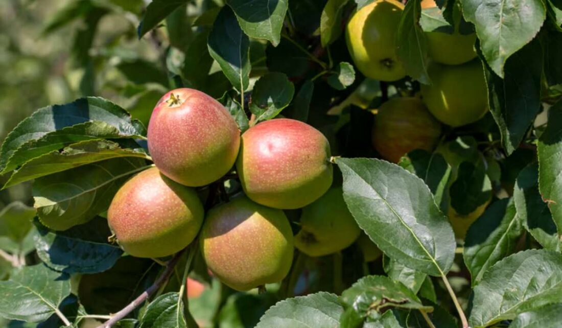 Commment faire pour qu'un vieux pomier produise de bons fruits ?